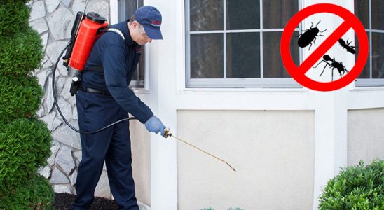 Dikili Kene İlaçlama böcek ilaçlama ve haşere kontrolü — ilaclama-tr.com